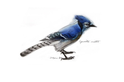 Picture of BLUE JAY