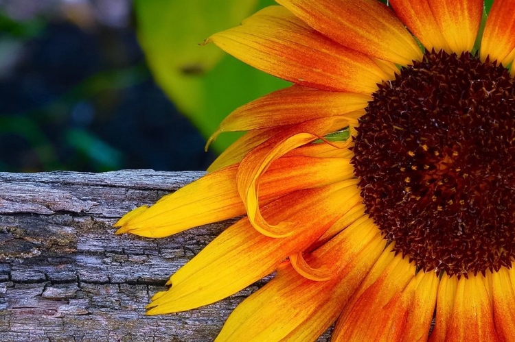 Picture of SUNFLOWER