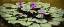 Picture of PURPLE LILY POND