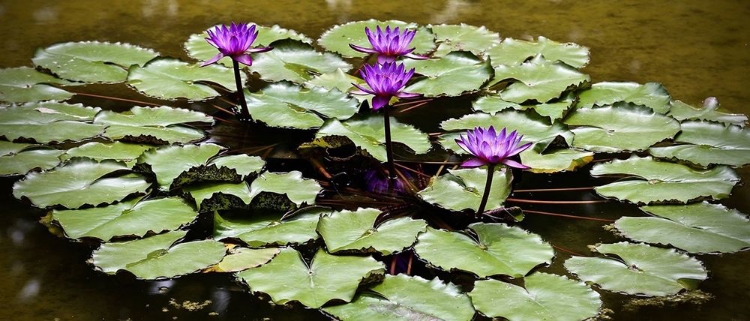 Picture of PURPLE LILY POND