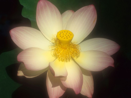 Picture of LOTUS FLOWER