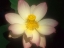 Picture of LOTUS FLOWER