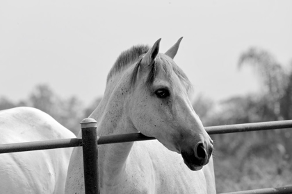 Picture of WHITE HORSE OVER FENCE