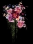 Picture of PEONY AND ROSES II