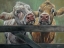 Picture of TWO MOOS