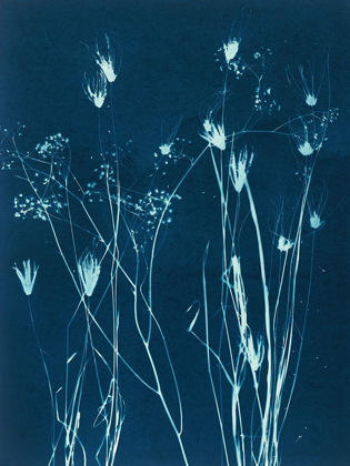 Picture of GRASSES I