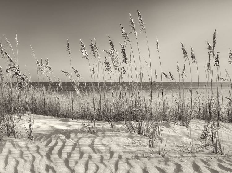 Picture of DUNE GRASS