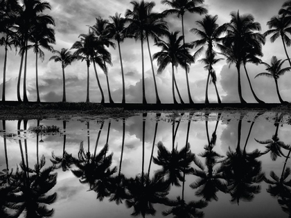 Picture of PALM REFLECTION