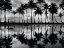 Picture of PALM REFLECTION