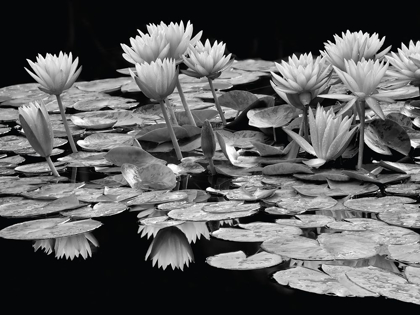 Picture of POND ABUNDANCE