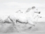 Picture of SLOW CAMARGUE