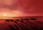 Picture of ZEBU AT DUSK