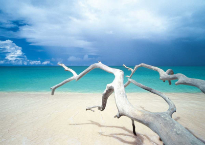 Picture of DRIFTWOOD, ANTIGUA