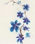 Picture of ORIENTAL BLOSSOM