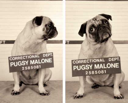 Picture of PUGSY MALONE