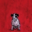 Picture of SMALL DOG