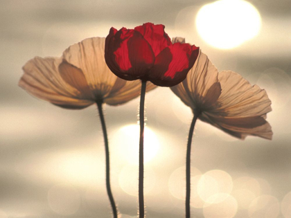 Picture of ICELANDIC POPPIES