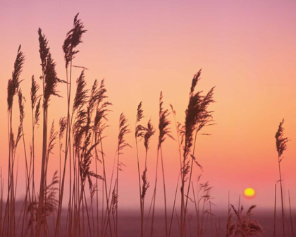 Picture of FENLAND SUNRISE