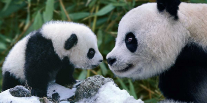 Picture of PANDA BEAR WITH CUB