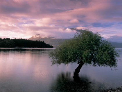 Picture of SOUTH ISLAND, NEW ZEALAND