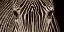 Picture of ZEBRA GREVY