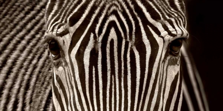 Picture of ZEBRA GREVY