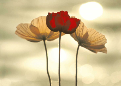 Picture of ICELANDIC POPPIES