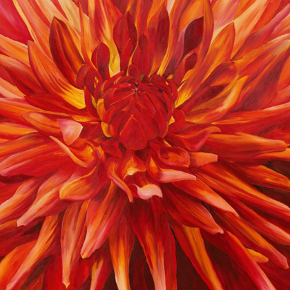 Picture of FABULOUS ORANGE DAHLIA