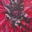 Picture of FABULOUS BLACK WIZARD DAHLIA