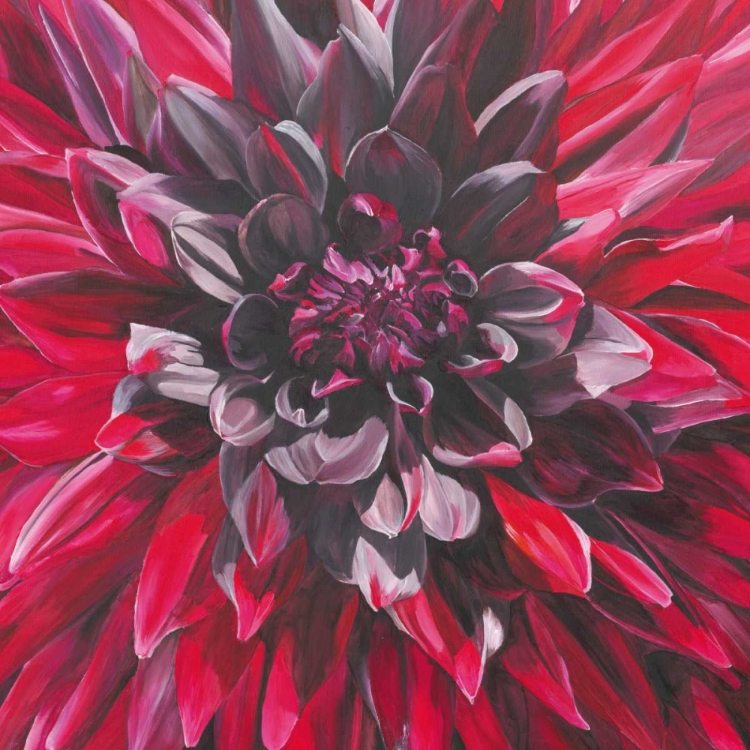 Picture of FABULOUS BLACK WIZARD DAHLIA