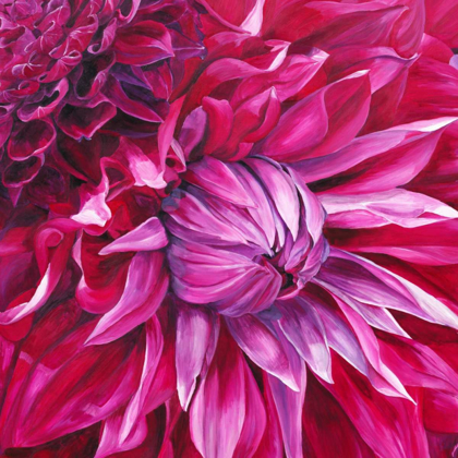 Picture of FABULOUS PINK DAHLIAS