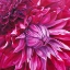 Picture of FABULOUS PINK DAHLIAS