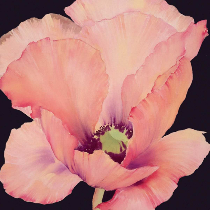 Picture of DELICATE PINK POPPY