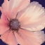 Picture of PALE PINK PETALS