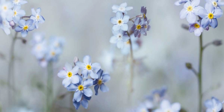 Picture of FORGET-ME-NOTS
