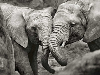 Picture of ELEPHANTS IN LOVE