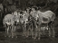 Picture of ZEBRAS