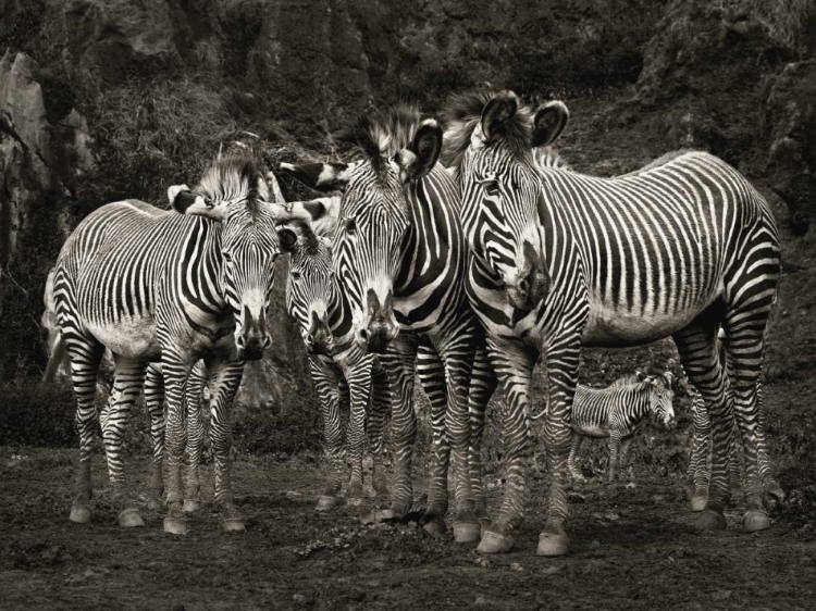 Picture of ZEBRAS