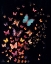 Picture of MIDNIGHT BUTTERFLIES
