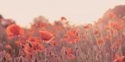 Picture of FIELD OF POPPIES