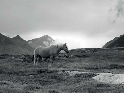 Picture of GRAZING TOGETHER, LOFOTEN ISLANDS