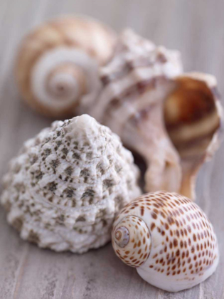Picture of SHELL COLLECTION
