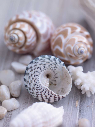 Picture of SHELLS AND PEBBLES