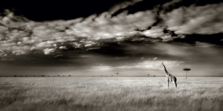 Picture of MASAI MARA GIRAFFE