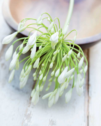 Picture of WHITE STILL LIFE I