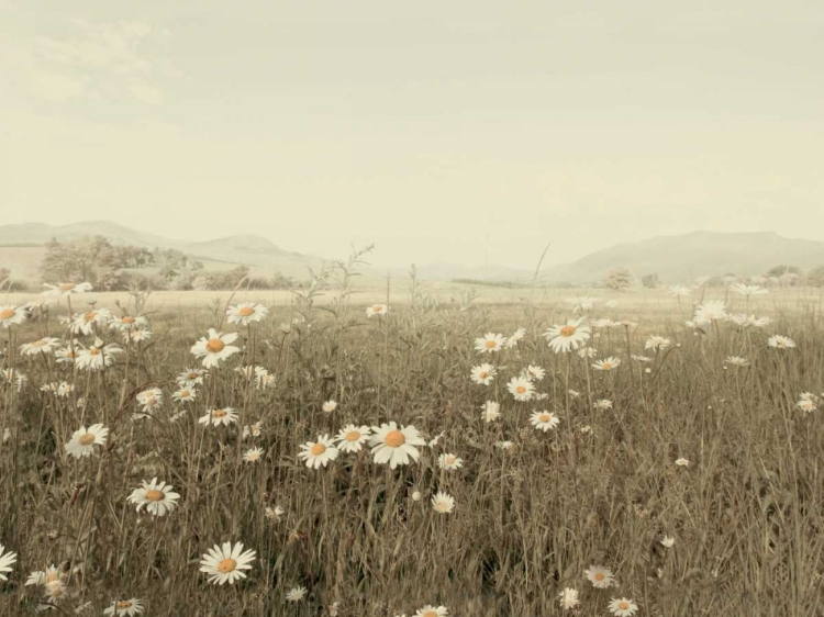 Picture of FIELD OF DAISIES