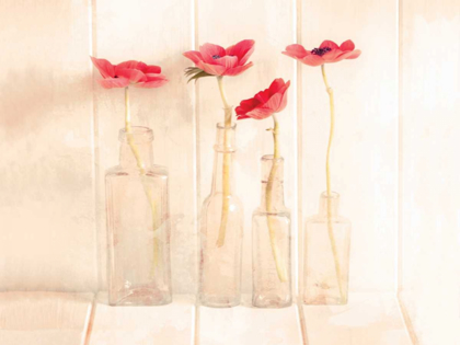 Picture of ANEMONES IN BOTTLES