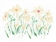 Picture of MARGUERITE DAISY