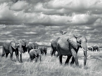Picture of ELEPHANTS OF KENYA