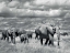 Picture of ELEPHANTS OF KENYA